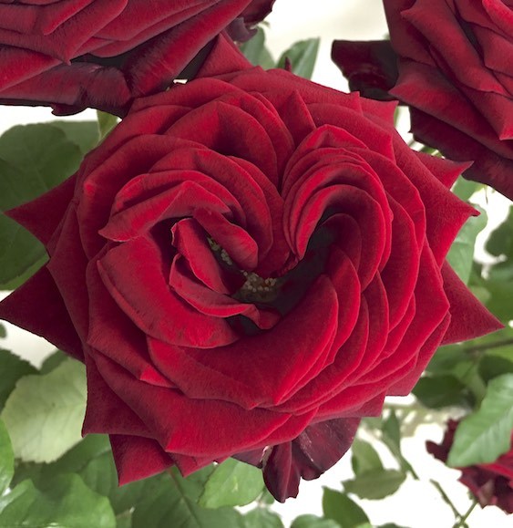 Red Noami Porta Nova roses in a heartshape for Valentines