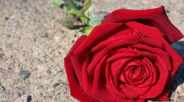 single-porta-nova-rose-IPM-5-1-940×523