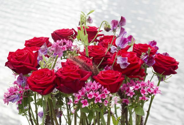 saralisa ludvigson porta nova 4